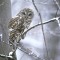 Barred owl under drizzle