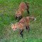 Red fox couple on the run