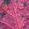 Rain water on red maple leaf