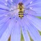 Hover fly on wild chicory