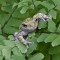 Eastern gray treefrog