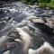 Rapids on Riviere du Nord